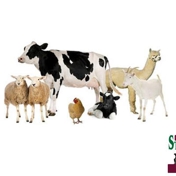 Gallery Image Number 5