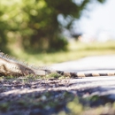 Wildlife Task Force - Pest Control Services