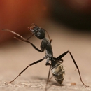 Lone Pine Exterminating Co - Pest Control Services