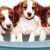 Pet Medical Center of San Antonio gallery