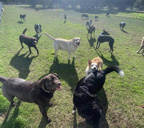 City Dogs Rural Retreat - Nambeelup, WA