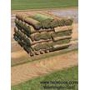 Washington Sod and Turf