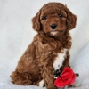 Mountain Meadow Puppies gallery