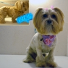Cuts 4 Mutts Dog Grooming gallery