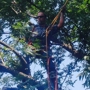 Tip Top Tree Service