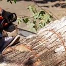 Royal Tree Service - Tree Service