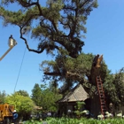 branching out tree service