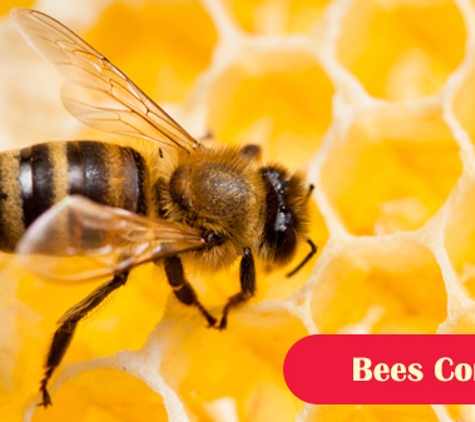 Port Phillip Pest Control. Bees Control