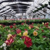 Scioto Blooms Greenhouse gallery