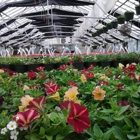Scioto Blooms Greenhouse