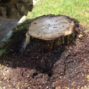 Tree Service Nassau NY Corp - Tree Service