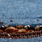 Aim Pest Solutions