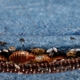 Aim Pest Solutions