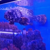 BTJ's Jungle Pet Shop & Aquarium gallery