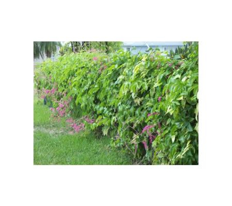 Junction Hill Nursery