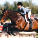 Horse Courses Online - Horse Training