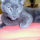 BluePearl Pet Hospital - Veterinarians