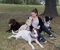 E & A Salce Pty Ltd - Pet Shops