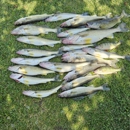 TheFishaholic LakeErie Sport Fishing. - Boat Tours