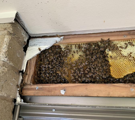 Bee Chillin Honey - Sippy Downs, QLD
