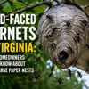 All-Stars Pest Control gallery