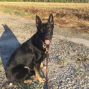 Command Response Canine - Dog Training