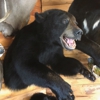 Ahead Of The Game Taxidermy gallery