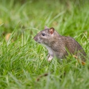 Joey's Elite Pest Control Inc - Pest Control Equipment & Supplies