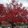 Jackson State Community College gallery