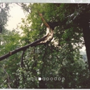 Alpine Tree Service