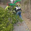 Tree Service Fredericksburg gallery