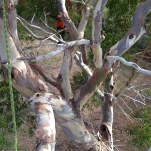 Adams Tree Services - St Leonards, TAS. BIG Tree Pruning & Maintenance. We Are Fully Insured. High Access Tree Specialists