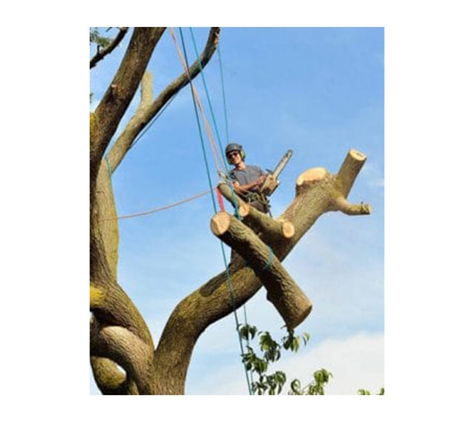 All About Tree Services QLD - Elanora, QLD