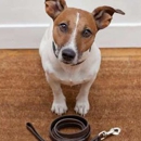 Millennium Dog Walkers & Pet Care - Dog Training
