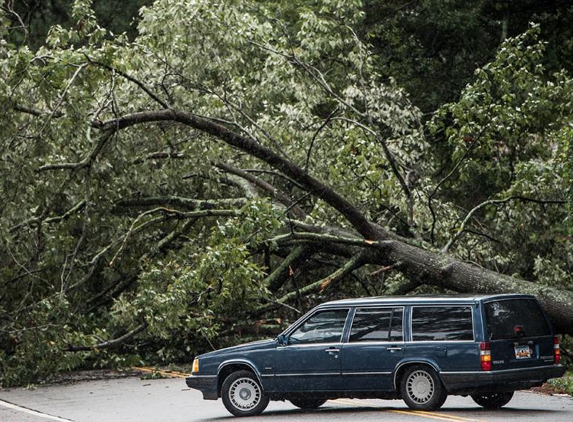 Serious Tree Services - Powder Springs, GA