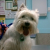 Gentle Care Animal Hospital PC gallery