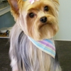 Delaware Pet Grooming gallery