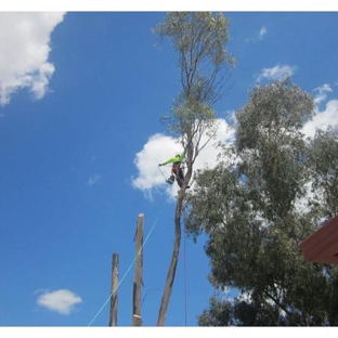 Bell's Tree Service - Wallamore, NSW