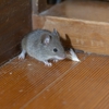 Sure Thing Pest Control gallery