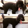 Pets Paradise Mobile Grooming gallery