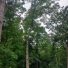Lopez Tree Service gallery