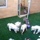 Pet Play House - Dog Day Care