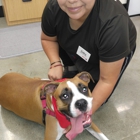 Petco Dog Training