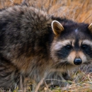 Steamboat Wildife Control - Pest Control Services