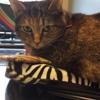 Specialized Veterinary Services gallery