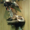 S&B Taxidermy gallery