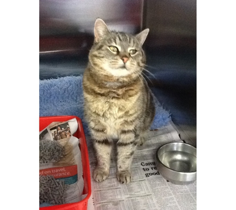 Animal Medical Centre Veterinary Hospital - Launceston, TAS