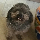 Hello Gorgeous Dog Grooming - Pet Grooming