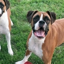 Fitness furball - Pet Sitting & Exercising Services