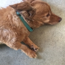 Auburn Animal Hospital - Veterinarian Emergency Services
